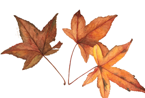 learn watercolour