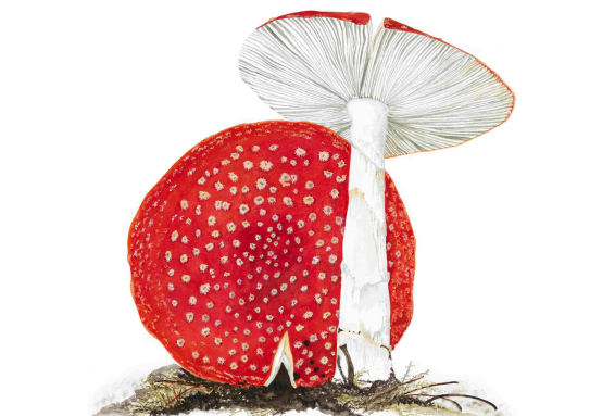 Nature in Art Peta